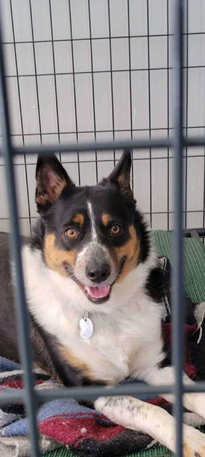 A smiling dog guest resting on a blanket