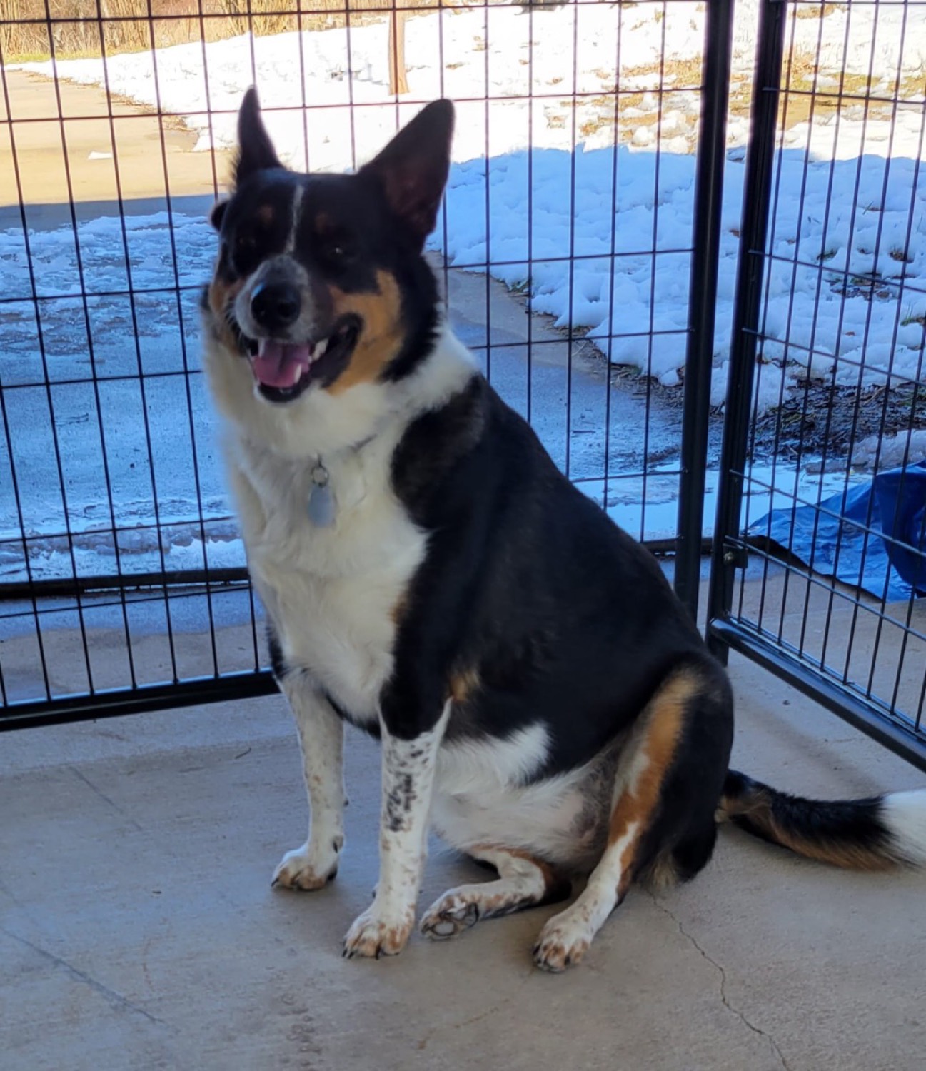 A happy dog guest smiling in the outdoor run