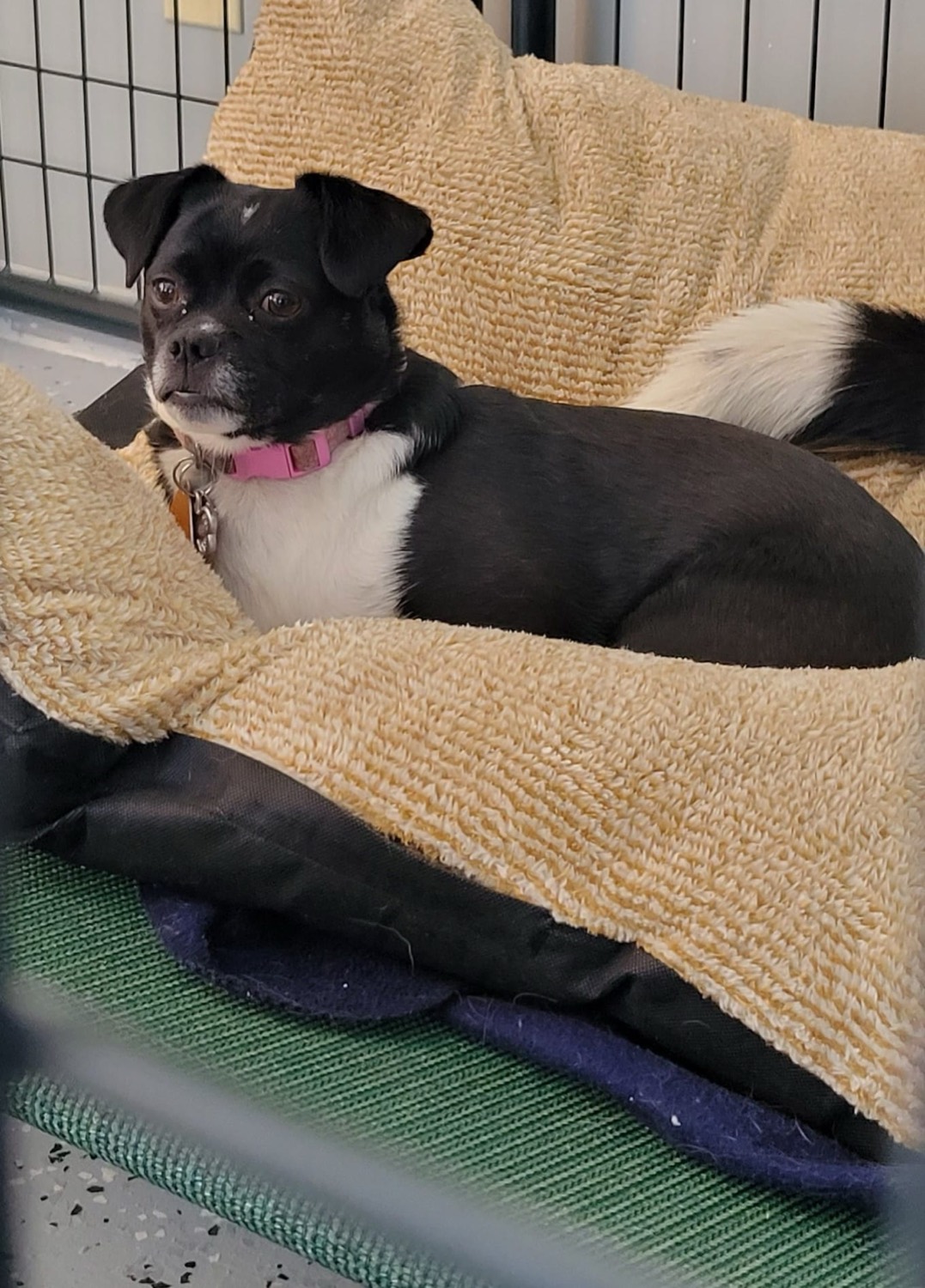 A happy dog snuggled into a cozy bed at 4 Paws Pet Hotel