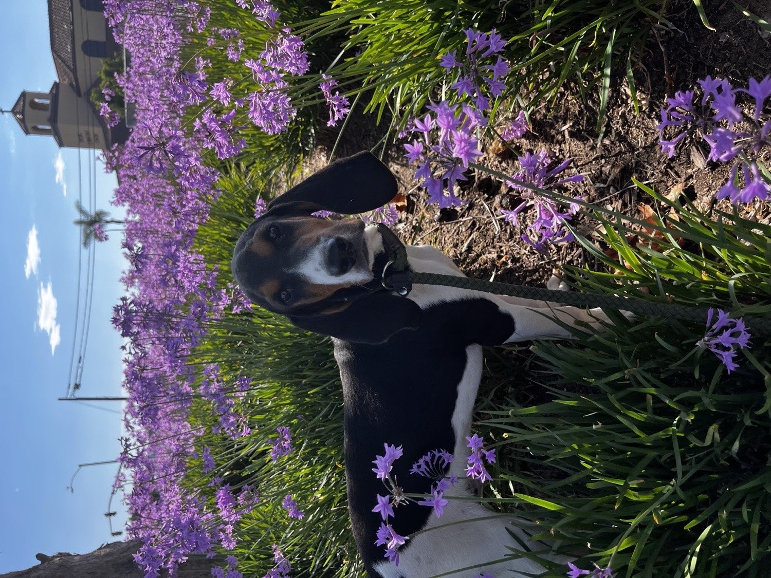 A guest enjoying a walk among spring flowers